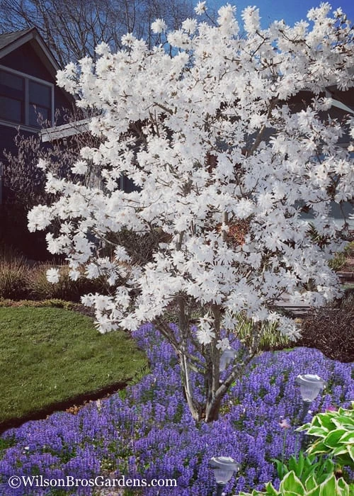 Royal Star Magnolia - 2 Gallon Pot Royal Star Magnolia - 2 Gallon Pot -Garden Plant Shop Magnolia Royal Star 12