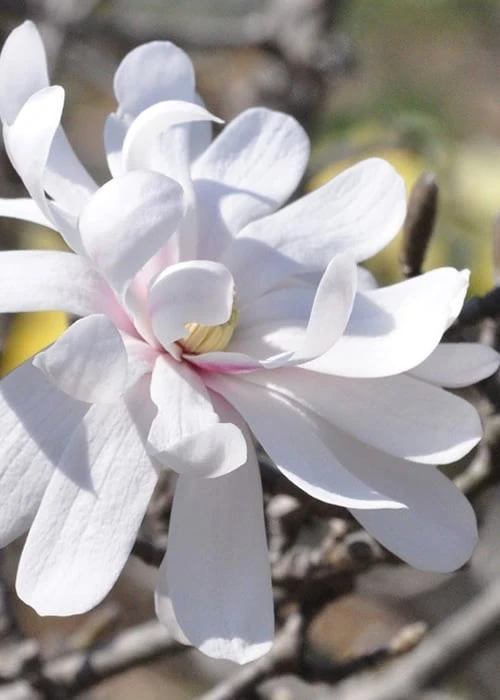 Royal Star Magnolia - 2 Gallon Pot Royal Star Magnolia - 2 Gallon Pot -Garden Plant Shop Magnolia Royal Star 13