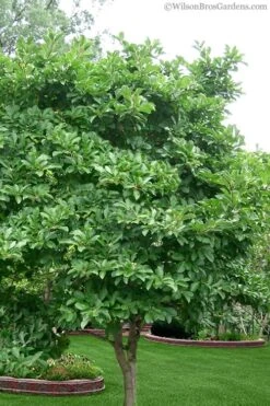 Royal Star Magnolia - 1 Gallon Pot -Garden Plant Shop Magnolia Stellata 1 4