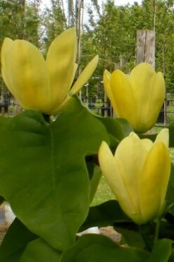 Yellow Bird Magnolia Tulip Tree - 3 Gallon Pot -Garden Plant Shop Magnolia Yellow Bird 10