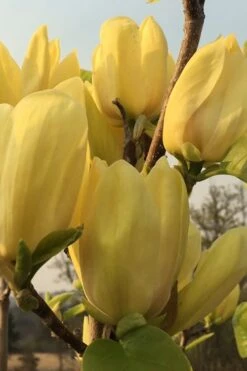 Yellow Bird Magnolia Tulip Tree - 1 Gallon Pot -Garden Plant Shop Magnolia Yellow Bird 14 1