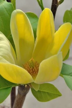 Yellow Bird Magnolia Tulip Tree - 3 Gallon Pot -Garden Plant Shop Magnolia Yellow Bird 16