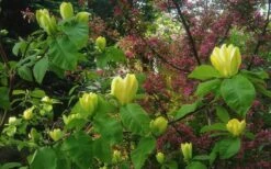 Yellow Bird Magnolia Tulip Tree - 3 Gallon Pot -Garden Plant Shop Magnolia Yellow Bird 18