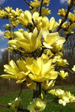 Yellow Bird Magnolia Tulip Tree - 1 Gallon Pot -Garden Plant Shop Magnolia Yellow Bird 32 1