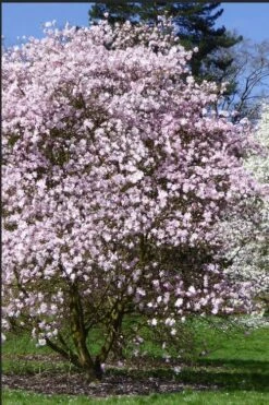Centennial Blush Star Magnolia - 3 Gallon Pot -Garden Plant Shop Magnolia stellata centennial blush 2