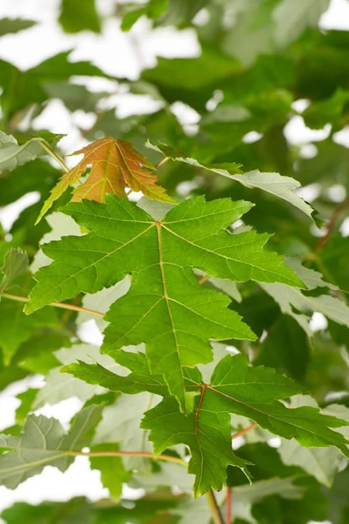 Autumn Blaze Maple - 2 Gallon Pot Autumn Blaze Maple - 2 Gallon Pot -Garden Plant Shop Maple Autumn Blaze Green Leaves 500x700 1