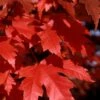 Autumn Blaze Maple - 2 Gallon Pot