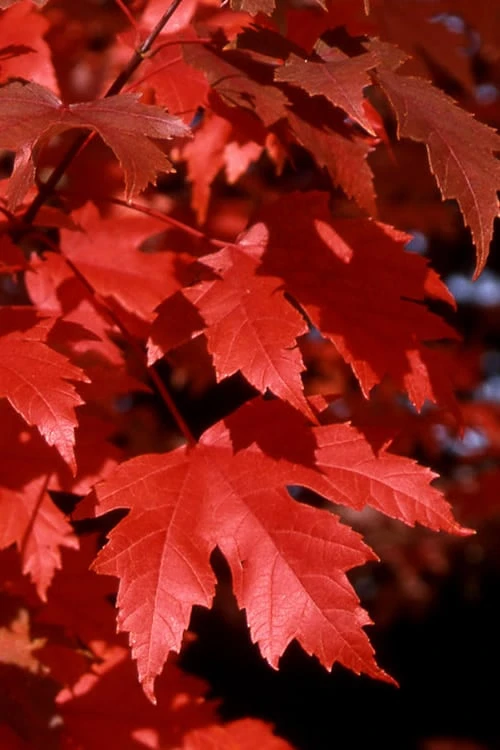 Autumn Blaze Maple - 2 Gallon Pot Autumn Blaze Maple - 2 Gallon Pot -Garden Plant Shop Maple Autumn Blaze Leaves 500x700 1