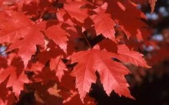Autumn Blaze Maple - 2 Gallon Pot 5 Autumn Blaze Maple - 2 Gallon Pot -Garden Plant Shop Maple Autumn Blaze leaves