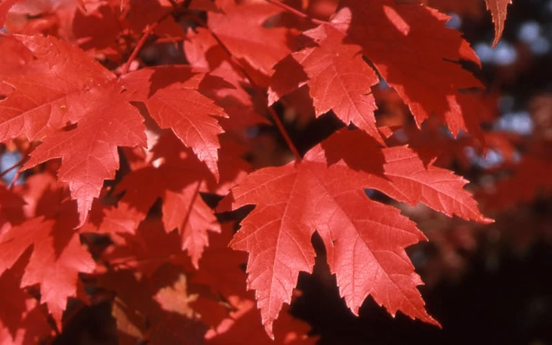 Autumn Blaze Maple - 2 Gallon Pot Autumn Blaze Maple - 2 Gallon Pot -Garden Plant Shop Maple Autumn Blaze leaves
