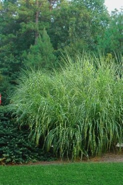 Zebra Grass - Miscanthus Sinensis 'Zebrinus' - 1 Gallon Pot 4 Zebra Grass - Miscanthus Sinensis 'Zebrinus' - 1 Gallon Pot -Garden Plant Shop Miscanthus Zebra Grass 14