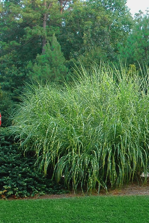 Zebra Grass - Miscanthus sinensis 'Zebrinus' - 1 Gallon Pot Zebra Grass - Miscanthus Sinensis 'Zebrinus' - 1 Gallon Pot -Garden Plant Shop Miscanthus Zebra Grass 14