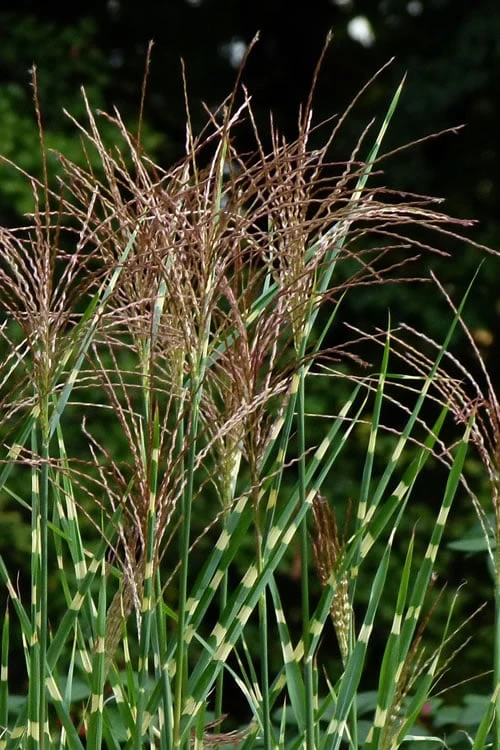 Zebra Grass - Miscanthus sinensis 'Zebrinus' - 1 Gallon Pot Zebra Grass - Miscanthus Sinensis 'Zebrinus' - 1 Gallon Pot -Garden Plant Shop Miscanthus Zebra Grass 15