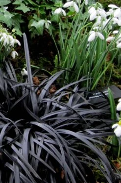 Black Mondo Grass - Ophiopogon Planiscapus 'Nigrescens' - 6 Pack Of 1 Gallon Pots -Garden Plant Shop Mondo Grass Black 11 4