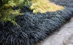 Black Mondo Grass - Ophiopogon Planiscapus 'Nigrescens' - 6 Pack Of 1 Gallon Pots -Garden Plant Shop Mondo Grass Black 12 4