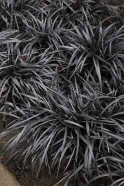 Black Mondo Grass - Ophiopogon Planiscapus 'Nigrescens' - 6 Pack Of 1 Gallon Pots