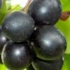 Cowart Black Muscadine Grape Vine - 6 Pack Of 1 Gallon Pots
