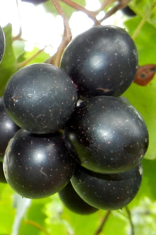 Cowart Black Muscadine Grape Vine - 6 Pack of 1 Gallon Pots Cowart Black Muscadine Grape Vine - 6 Pack Of 1 Gallon Pots -Garden Plant Shop Muscadine Cowart 1 1