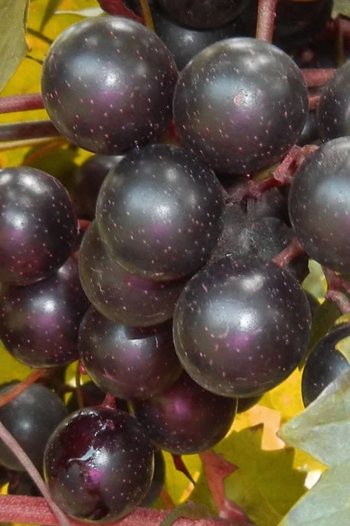 Nesbitt Muscadine Grape Vine - 1 Gallon Pot Nesbitt Muscadine Grape Vine - 1 Gallon Pot -Garden Plant Shop Muscadine Nesbitt 500x750 1