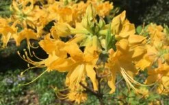 Admiral Semmes Native Azalea - Rhododendron - 3 Gallon Pot -Garden Plant Shop Native Azalea Admiral Semmes 10