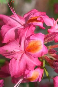 Country Cousin Pink Aromi Azalea (Rhododendron Hybrid) - 3 Gallon Pot 2 Country Cousin Pink Aromi Azalea (Rhododendron Hybrid) - 3 Gallon Pot -Garden Plant Shop Native Azalea Country Cousin 3