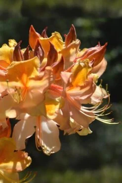 Dancing Rabbit Aromi Azalea (Rhododendron Hybrid) - 3 Gallon Pot 3 Dancing Rabbit Aromi Azalea (Rhododendron Hybrid) - 3 Gallon Pot -Garden Plant Shop Native Azalea Dancing Rabbit 2