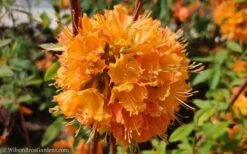 Dons Variegated Native Azalea - Rhododendron - 3 Gallon Pot -Garden Plant Shop Native Azalea Dons Variegated 10 1