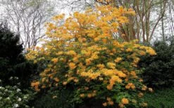 Escatawpa Florida Flame Native Azalea (Rhododendron Austrinum) - 3 Gallon Pot -Garden Plant Shop Native Azalea Escatawpa 4