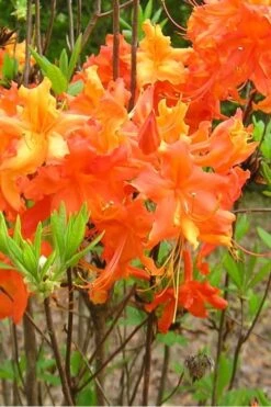 Frontier Gold Aromi Azalea (Rhododendron Hybrid) - 3 Gallon Pot -Garden Plant Shop Native Azalea Frontier Gold 2 1