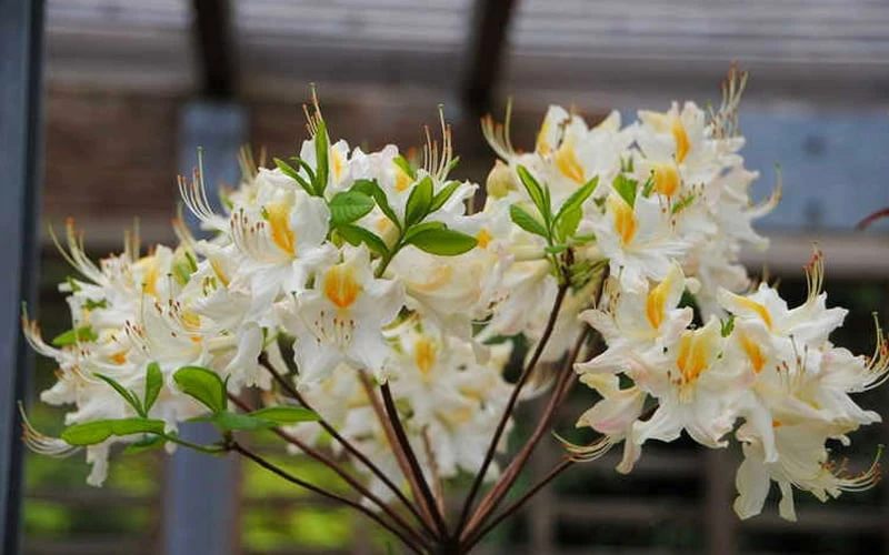 High Tide Aromi Azalea (Deciduous Rhododendron hybrid) - 3 Gallon Pot High Tide Aromi Azalea (Deciduous Rhododendron Hybrid) - 3 Gallon Pot -Garden Plant Shop Native Azalea High Tide 2 1