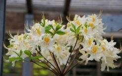 High Tide Aromi Azalea (Deciduous Rhododendron Hybrid) - 1 Gallon Pot 3 High Tide Aromi Azalea (Deciduous Rhododendron Hybrid) - 1 Gallon Pot -Garden Plant Shop Native Azalea High Tide 2