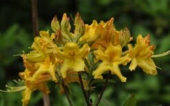 Jane's Gold Aromi Azalea (Rhododendron Hybrid) - 3 Gallon Pot -Garden Plant Shop Native Azalea Janes Gold 1