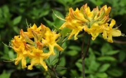 Jane's Gold Aromi Azalea (Rhododendron Hybrid) - 3 Gallon Pot -Garden Plant Shop Native Azalea Janes Gold 3