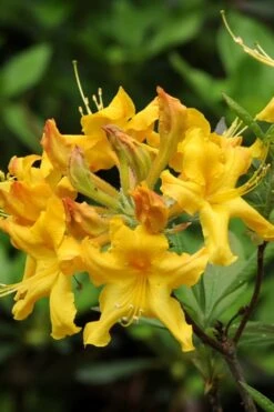 Jane's Gold Aromi Azalea (Rhododendron Hybrid) - 3 Gallon Pot -Garden Plant Shop Native Azalea Janes Gold 4