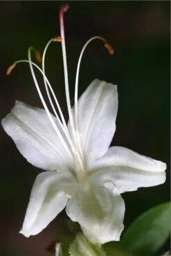 June Jubilee Aromi Azalea (Rhododendron Hybrid) - 3 Gallon Pot -Garden Plant Shop Native Azalea June Jubilee 2