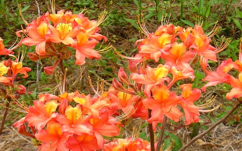 King's Trumpeter Aromi Azalea (Rhododendron hybrid) - 3 Gallon Pot King's Trumpeter Aromi Azalea (Rhododendron Hybrid) - 3 Gallon Pot -Garden Plant Shop Native Azalea Kings Trumpeter 3