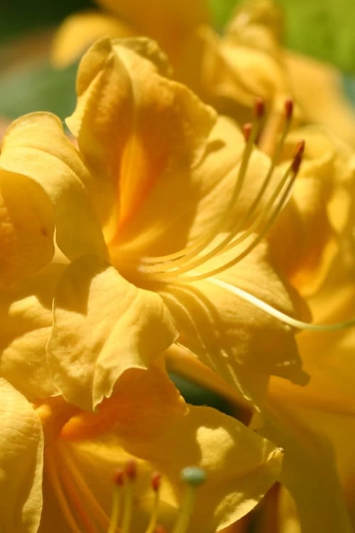 King's Wizard Aromi Azalea (Rhododendron hybrid) - 1 Gallon Pot King's Wizard Aromi Azalea (Rhododendron Hybrid) - 1 Gallon Pot -Garden Plant Shop Native Azalea Kings Wizard 1