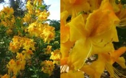 King's Wizard Aromi Azalea (Rhododendron Hybrid) - 1 Gallon Pot 3 King's Wizard Aromi Azalea (Rhododendron Hybrid) - 1 Gallon Pot -Garden Plant Shop Native Azalea Kings Wizard 4