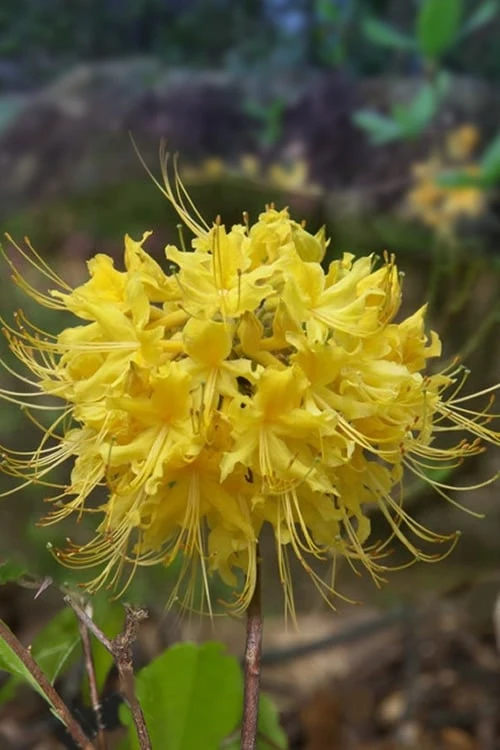 Lemon Lush Azalea (Rhododendron austrinum) - 3 Gallon Pot Lemon Lush Azalea (Rhododendron Austrinum) - 3 Gallon Pot -Garden Plant Shop Native Azalea Lemon Lush 1