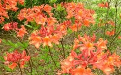 Mauvilla Gold Aromi Azalea (Rhododendron Hybrid) - 3 Gallon Pot -Garden Plant Shop Native Azalea Mauvila Gold 1 1