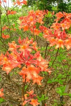Mauvilla Gold Aromi Azalea (Rhododendron Hybrid) - 1 Gallon Pot -Garden Plant Shop Native Azalea Mauvila Gold 2