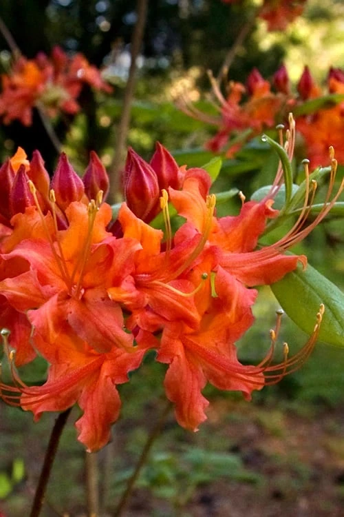 Oconee Native Azalea - Rhododendron flammeum speciosum - 1 Gallon Pot Oconee Native Azalea - Rhododendron Flammeum Speciosum - 1 Gallon Pot -Garden Plant Shop Native Azalea Oconee Flammeum 11