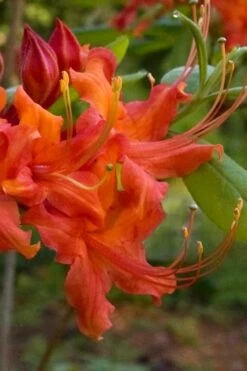 Oconee Native Azalea - Rhododendron Flammeum Speciosum - 1 Gallon Pot 3 Oconee Native Azalea - Rhododendron Flammeum Speciosum - 1 Gallon Pot -Garden Plant Shop Native Azalea Oconee Flammeum 12