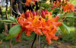 Oconee Native Azalea - Rhododendron Flammeum Speciosum - 1 Gallon Pot 5 Oconee Native Azalea - Rhododendron Flammeum Speciosum - 1 Gallon Pot -Garden Plant Shop Native Azalea Oconee Flammeum 20