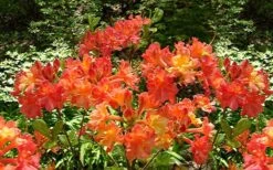 Oconee Native Azalea - Rhododendron Flammeum Speciosum - 1 Gallon Pot 4 Oconee Native Azalea - Rhododendron Flammeum Speciosum - 1 Gallon Pot -Garden Plant Shop Native Azalea Oconee Flammeum 4