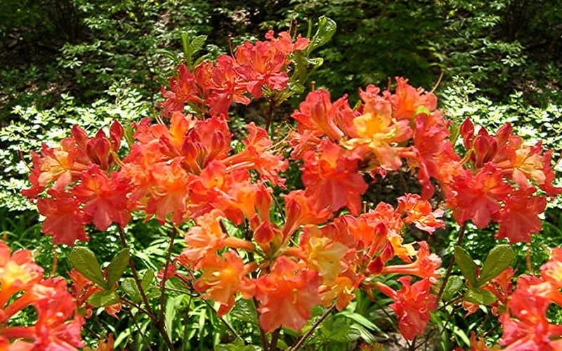 Oconee Native Azalea - Rhododendron flammeum speciosum - 1 Gallon Pot Oconee Native Azalea - Rhododendron Flammeum Speciosum - 1 Gallon Pot -Garden Plant Shop Native Azalea Oconee Flammeum 4