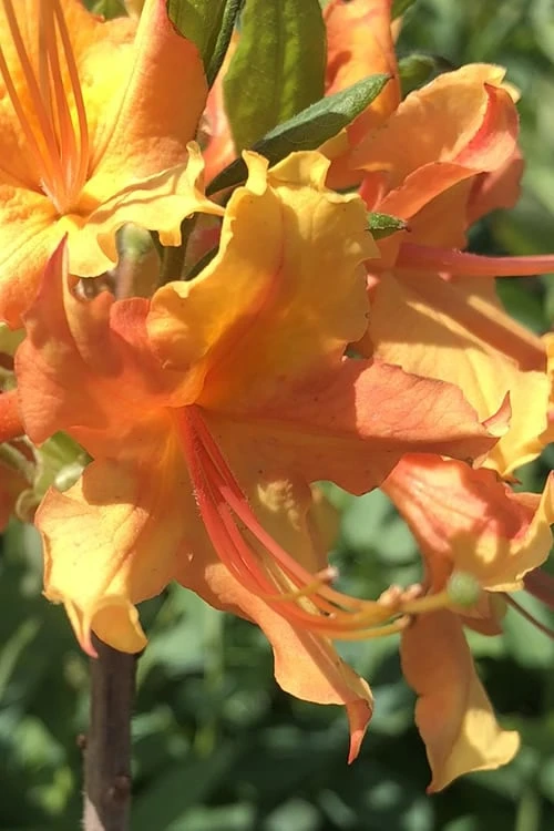 Orange Marmalade Native Azalea - 3 Gallon Pot Orange Marmalade Native Azalea - 3 Gallon Pot -Garden Plant Shop Native Azalea Orange Marrmalade 1