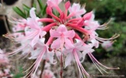 Varnadoes Phlox Pink Native Azalea - Rhododendron Canescens - 3 Gallon Pot 10 Varnadoes Phlox Pink Native Azalea - Rhododendron Canescens - 3 Gallon Pot -Garden Plant Shop Native Azalea Phlox Pink 30 1