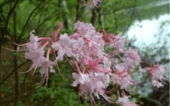 Pink Alabama Native Azalea - Rhododendron - 3 Gallon Pot -Garden Plant Shop Native Azalea Pink Alabamense 3