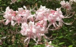 Pink Alabama Native Azalea - Rhododendron - 3 Gallon Pot -Garden Plant Shop Native Azalea Pink Alabamense 7